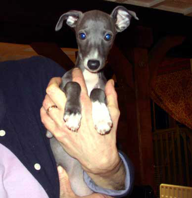 blue italian greyhound puppies for sale
