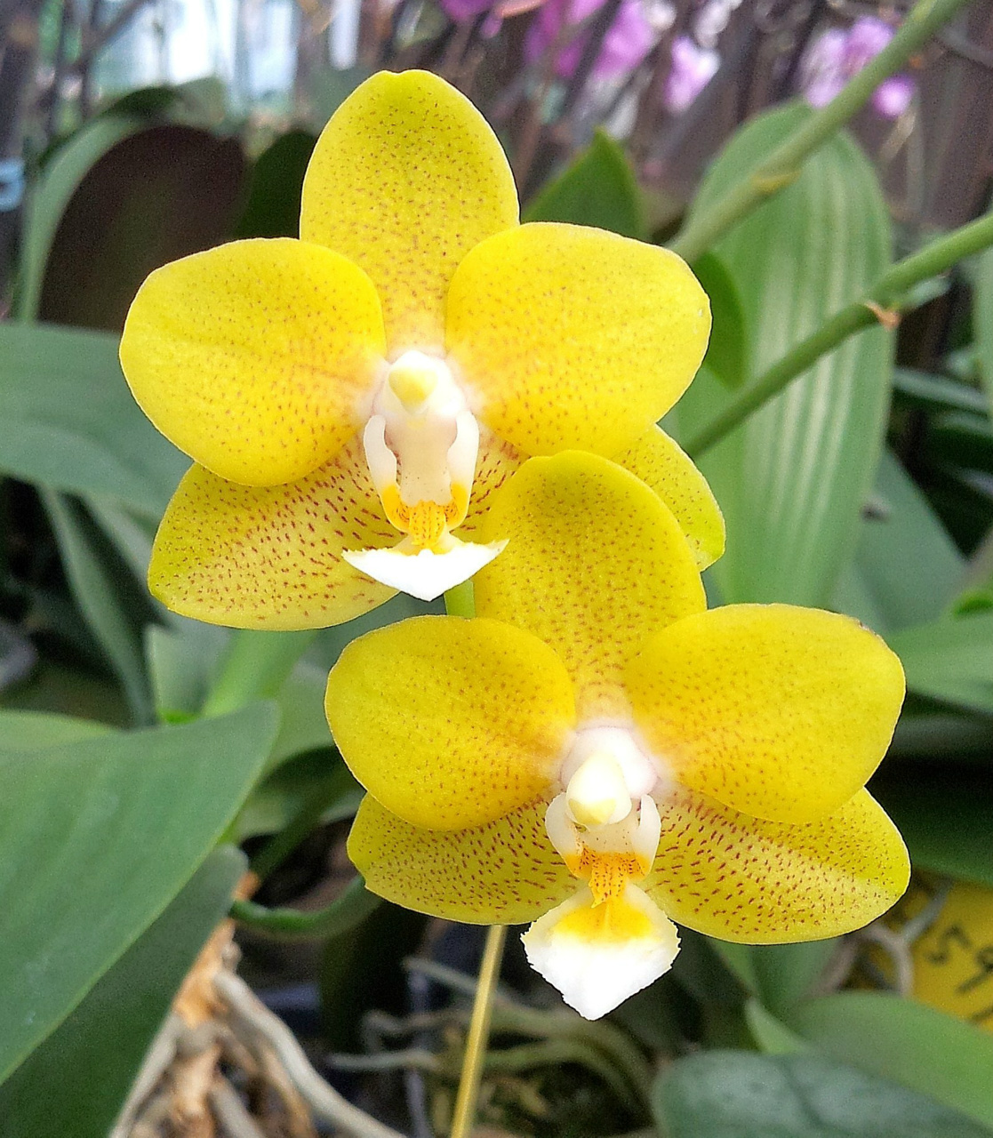 Орхидея Пикси Фото - Telegraph